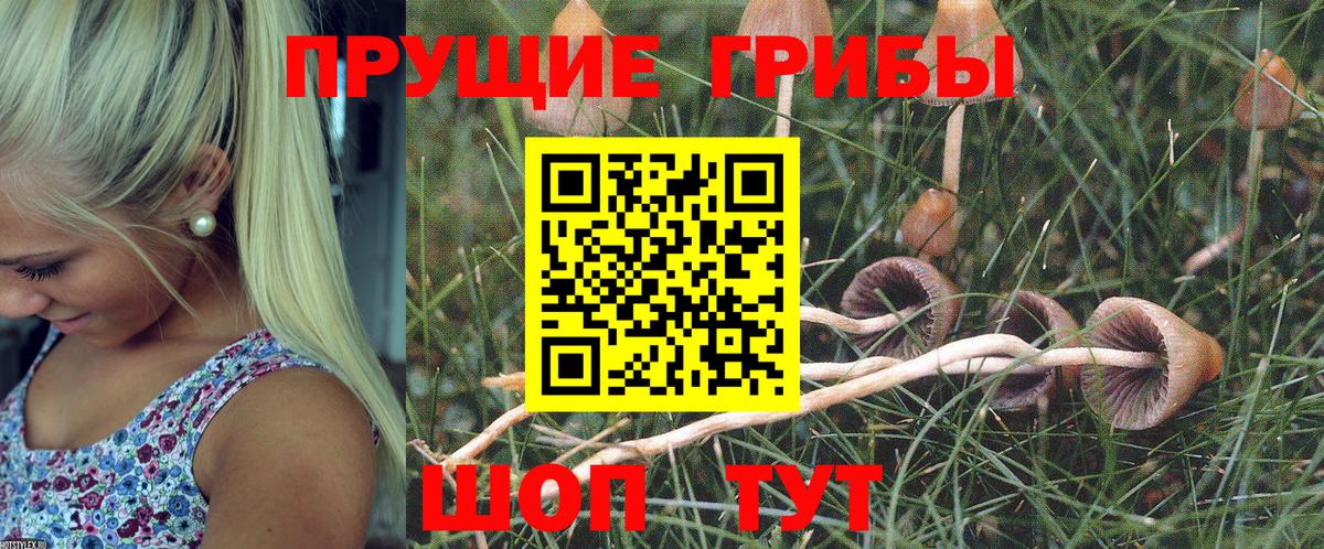 Медногорск  Псилоцибиновые грибы GOLDEN TEACHER  купить   Вход с VPN 